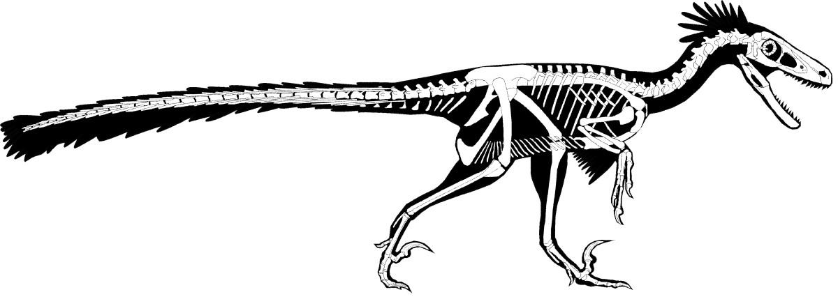 67 milyon yıl önce yaşayan son raptorların tüylü olduğu keşfedildi