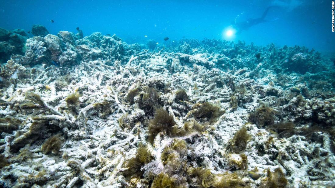 Büyük Set Resifi, kayıtlara geçen en büyük ağarma olayını yaşamış olabilir