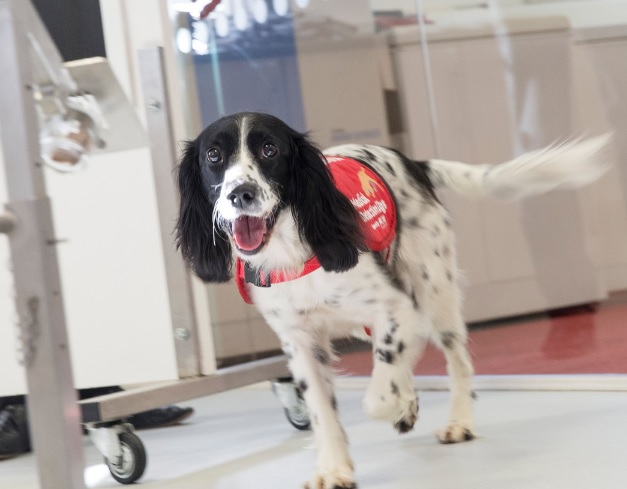 Koronavirüs teşhisi için köpek eğitilecek