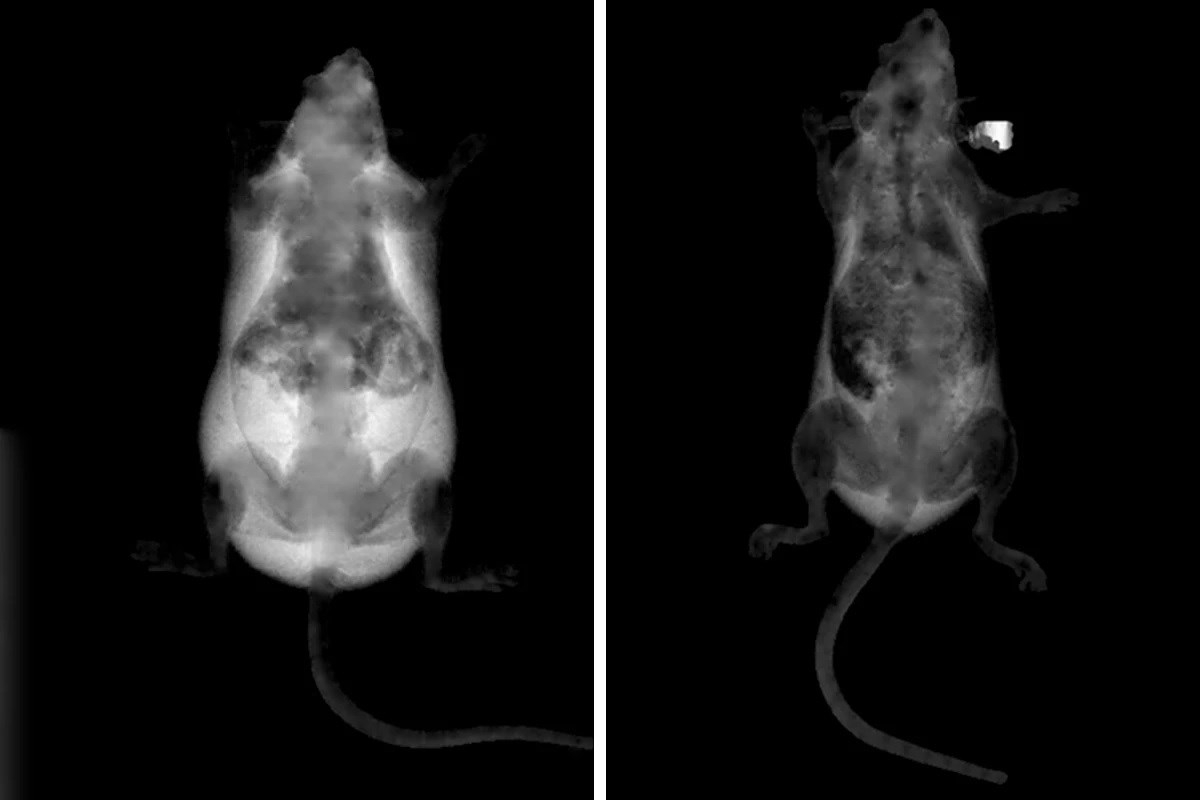 Gen mutasyonu ile farelerde obezite gelişimi önlendi