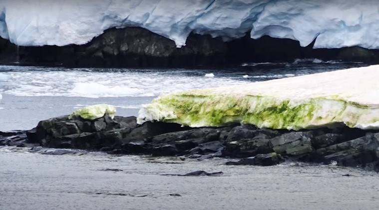 Küresel ısınma nedeniyle Antarktika'da su yosunu toplulukları belirmeye başladı