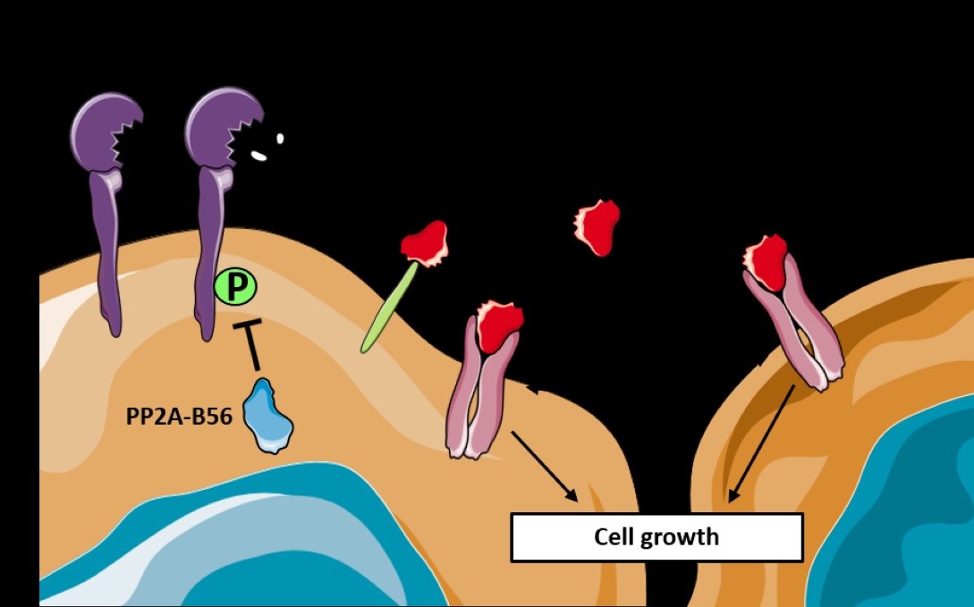 Kanser patogenezinde yer alan 2 protein keşfedildi