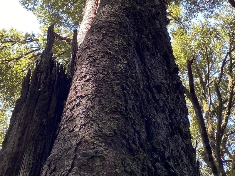 İklim değişikliği, ormanlardaki yaşlı ağaçların yok olmasına sebep oluyor