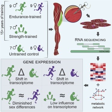 Uzun dönem egzersiz gen ekspresyonunu anlamlı ölçüde değiştirebilir