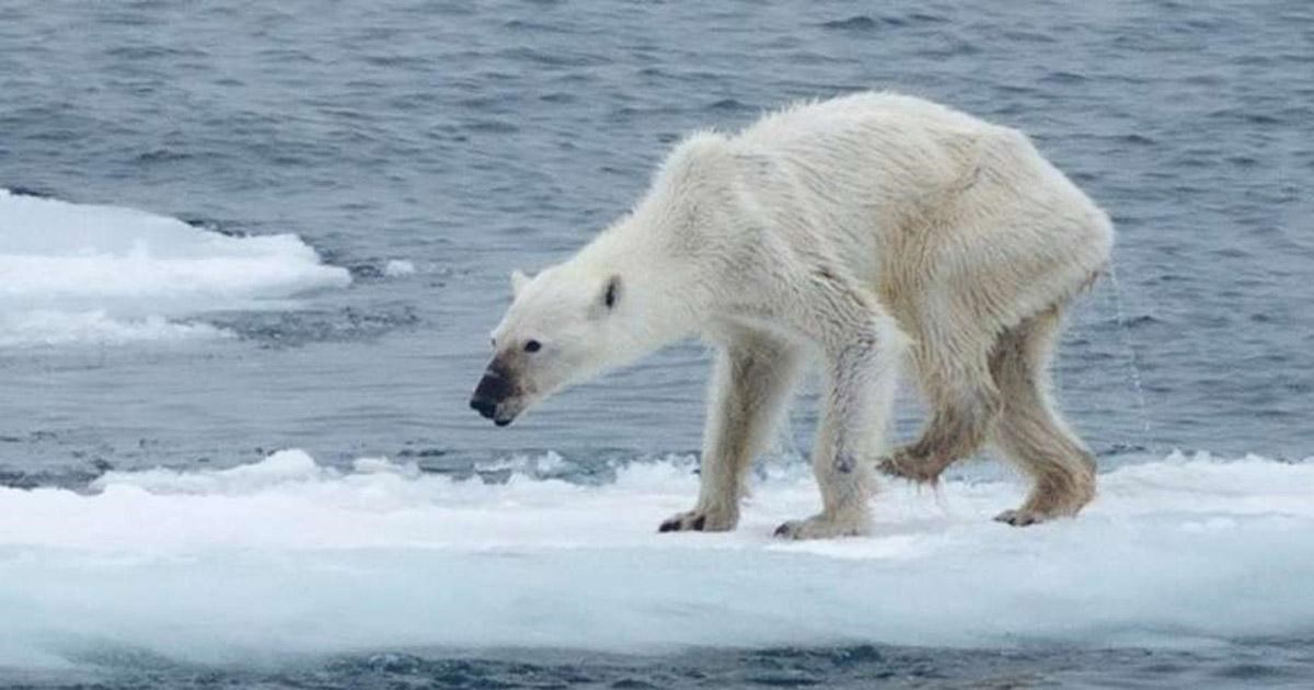 Yüzyılın sonu itibariyle kutup ayılarının soyu neredeyse tükenebilir