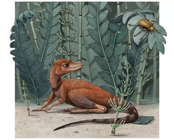 Dinozorlarların ortak akrabası Kongonaphon fosilleri incelendi