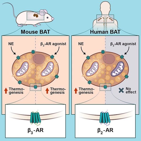 Beta 2-adrenerjik reseptör aktivitesi insanlarda termogenezisi uyarabilir