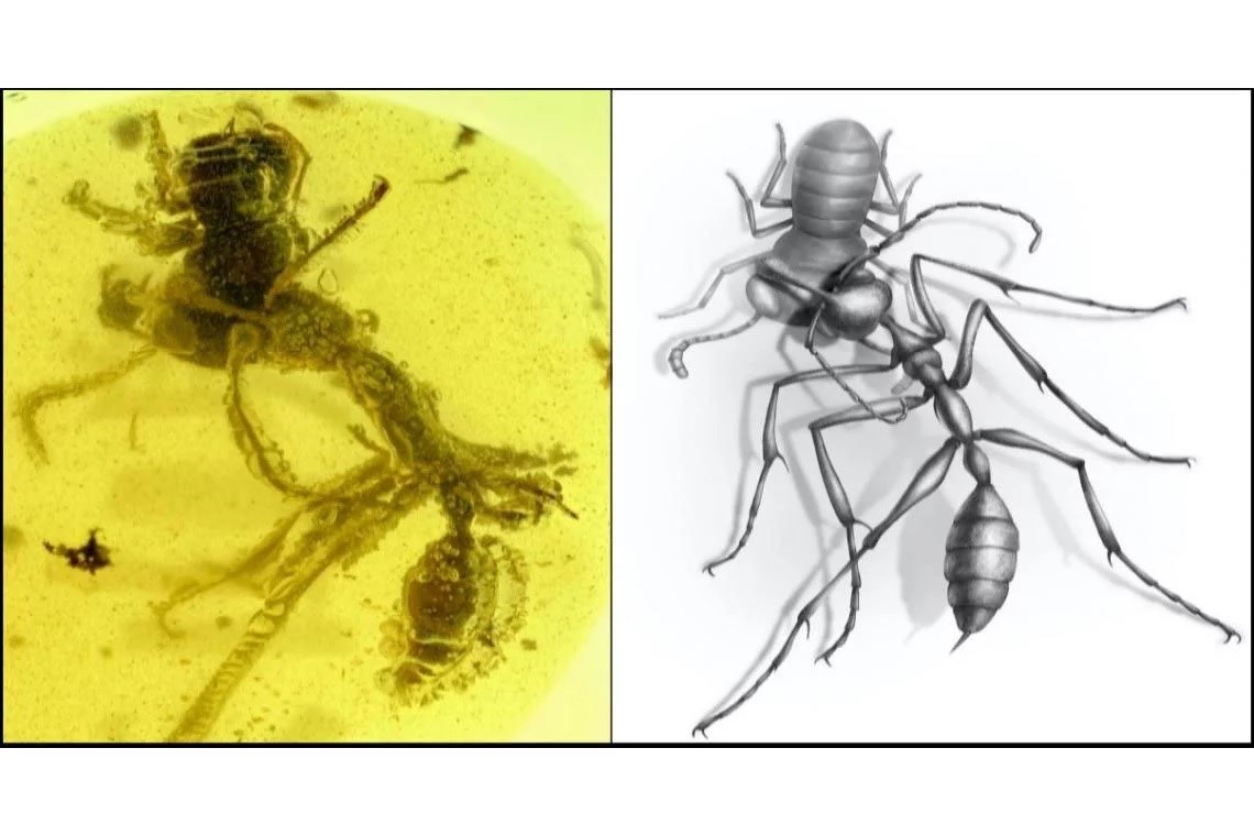 99 milyon yıllık fosil karıncaların evrimine ışık tutabilir