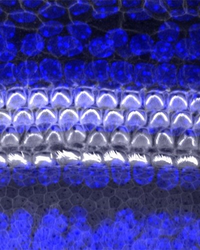 Tüy hücre maturasyonunda kilit rol oynayan protein keşfedildi