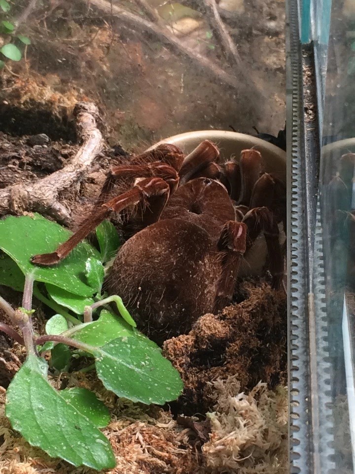 Tarantula zehrinde bulunan peptidler irritabl bağırsak sendromu tedavisinde kullanılabilir