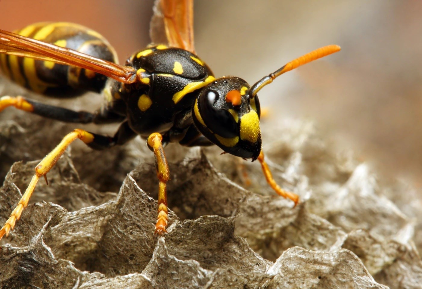 Yaban arılarından elde edilen peptid molekülü bakteri enfeksiyonlarında kullanılabilir