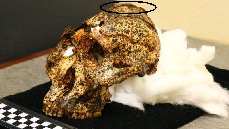 İnsangiller ailesine ait 2 milyon yıllık kafatası keşfedildi