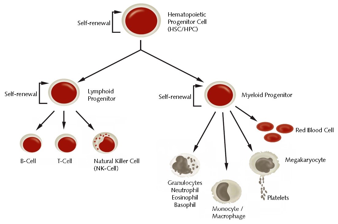 Hematopoetik kök hücrelerin korunmasında görev alan protein keşfedildi