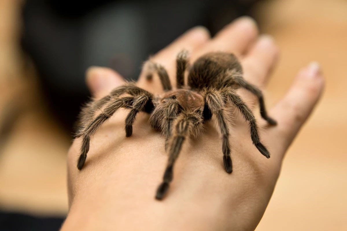 Yakın gelecekte tarantula zehri kronik ağrı tedavisinde kullanılabilir