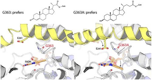 Mycobacterium tuberculosis'in enerji metabolizması üzerinde çalışıldı