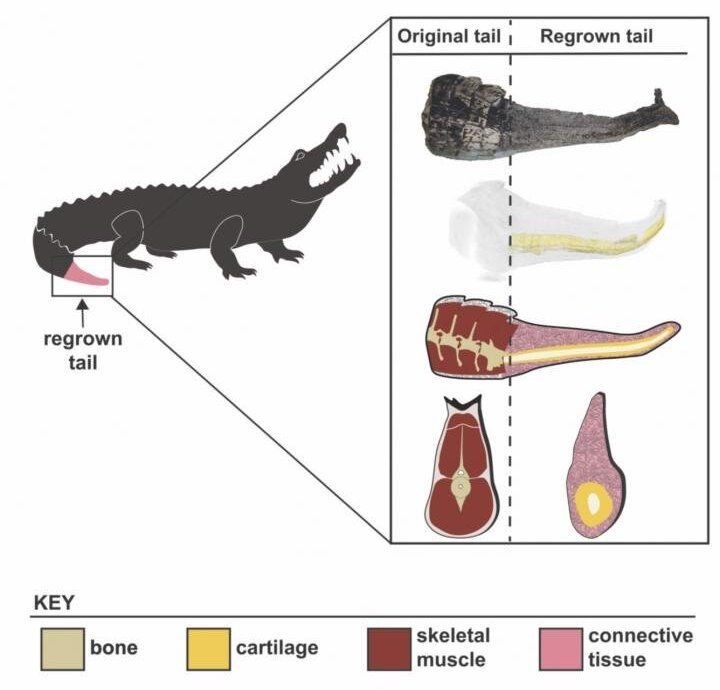 Yeni araştırmalara göre aligatörler de kuyruklarını rejenere edebiliyor