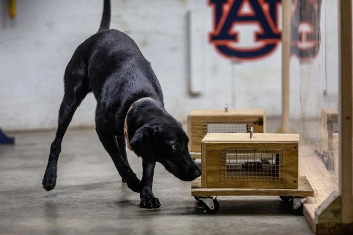 K9 köpeklerinin eğitimini güvenli kılacak yöntem geliştirildi