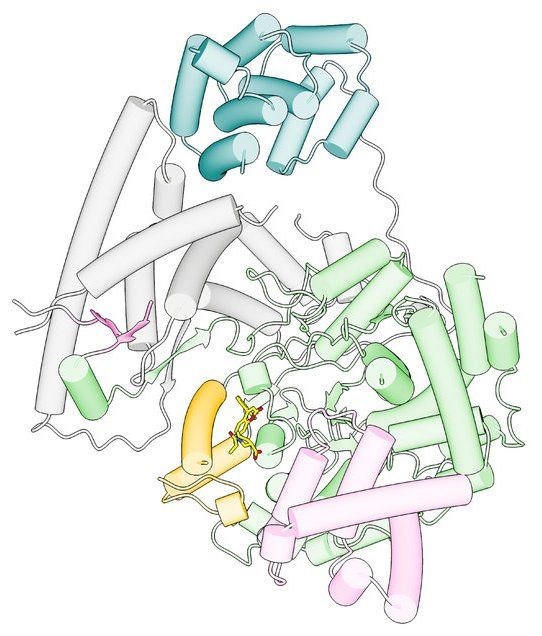 Mitokondrial DNA transkripsiyonunu hedef alan deneysel kanser ilacı geliştirildi