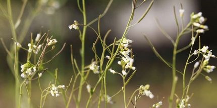 Pestisitlerin yerini alabilecek silika yapıları geliştirildi