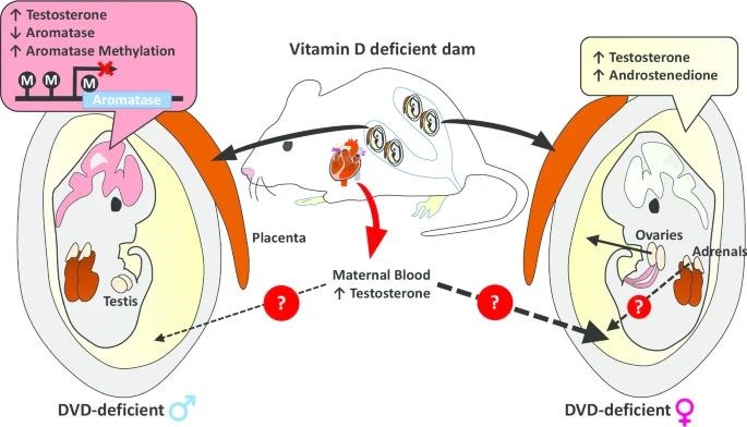 D vitamini eksikliği ile prenatal otizm riski arasındaki ilişki incelendi