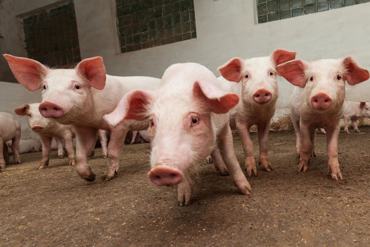 FDA kurumu tarihte ilk defa genetiği değiştirilmiş domuzların kullanımına onay verdi