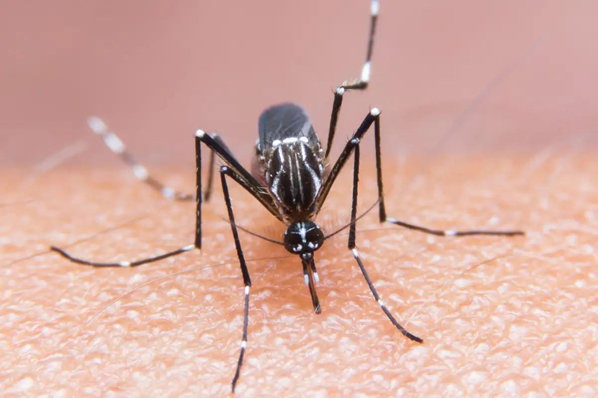 Genetiği değiştirilmiş mikroorganizmalar sivrisinek ilacı olarak kullanılabilir