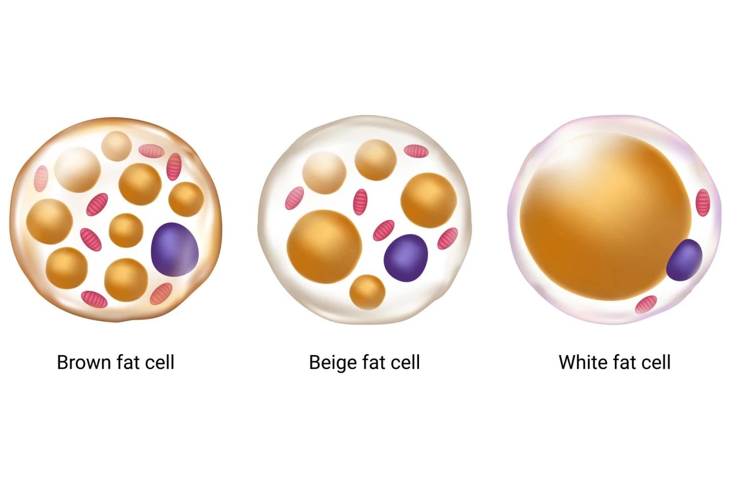 Kahverengi yağ dokusunun metabolik yararları incelendi