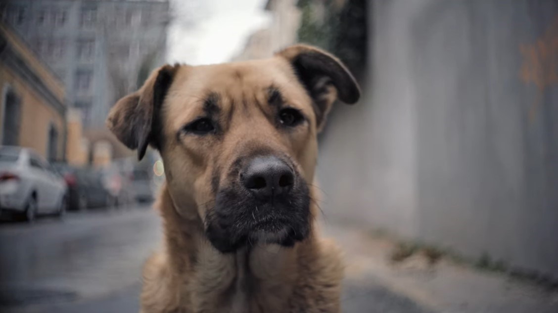İstanbul'daki sokak köpeklerinin hayatını konu alan belgesel, dünya çapında haber oldu