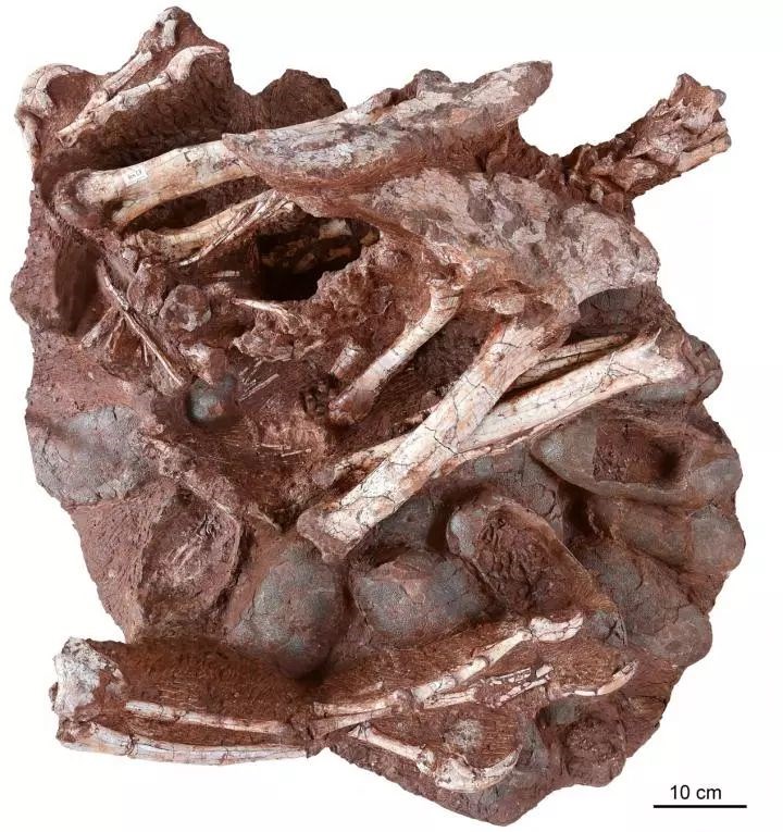 Kuluçkaya yatmış dinozor fosili keşfedildi
