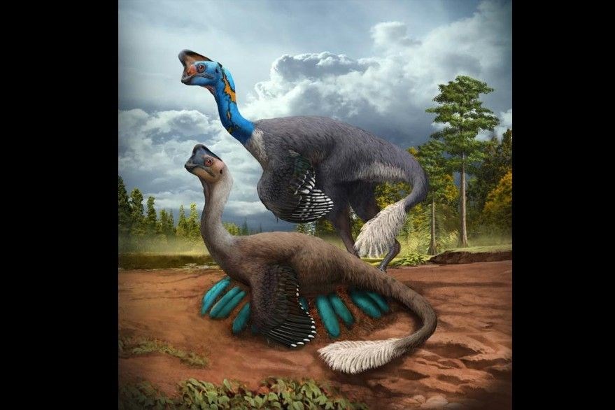 Kuluçkaya yatmış dinozor fosili keşfedildi