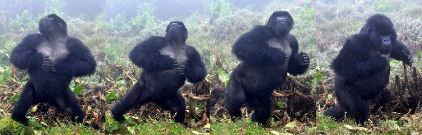 Gorillerin göğüs dövme alışkanlıkları incelendi