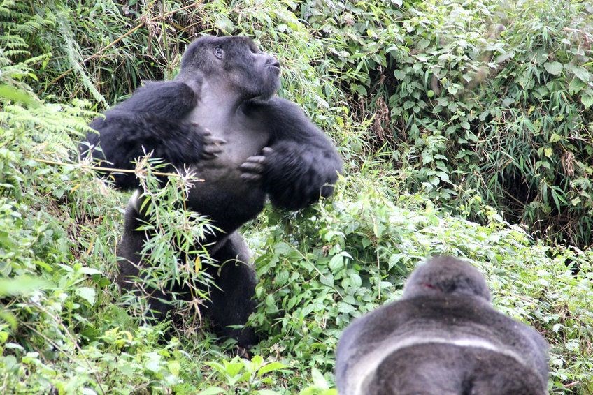 Gorillerin göğüs dövme alışkanlıkları incelendi