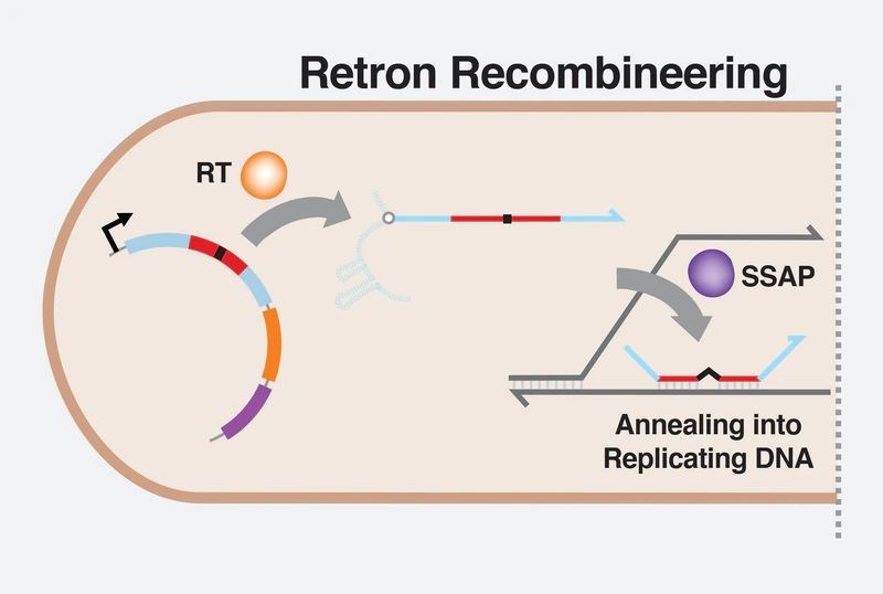 Harvard bilim insanlarından CRISPR’a rakip gen düzenleme aracı