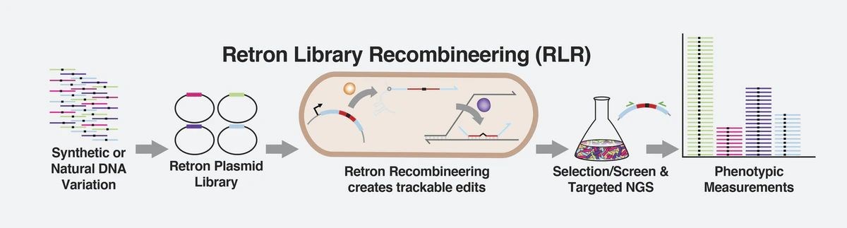 Harvard bilim insanlarından CRISPR’a rakip gen düzenleme aracı