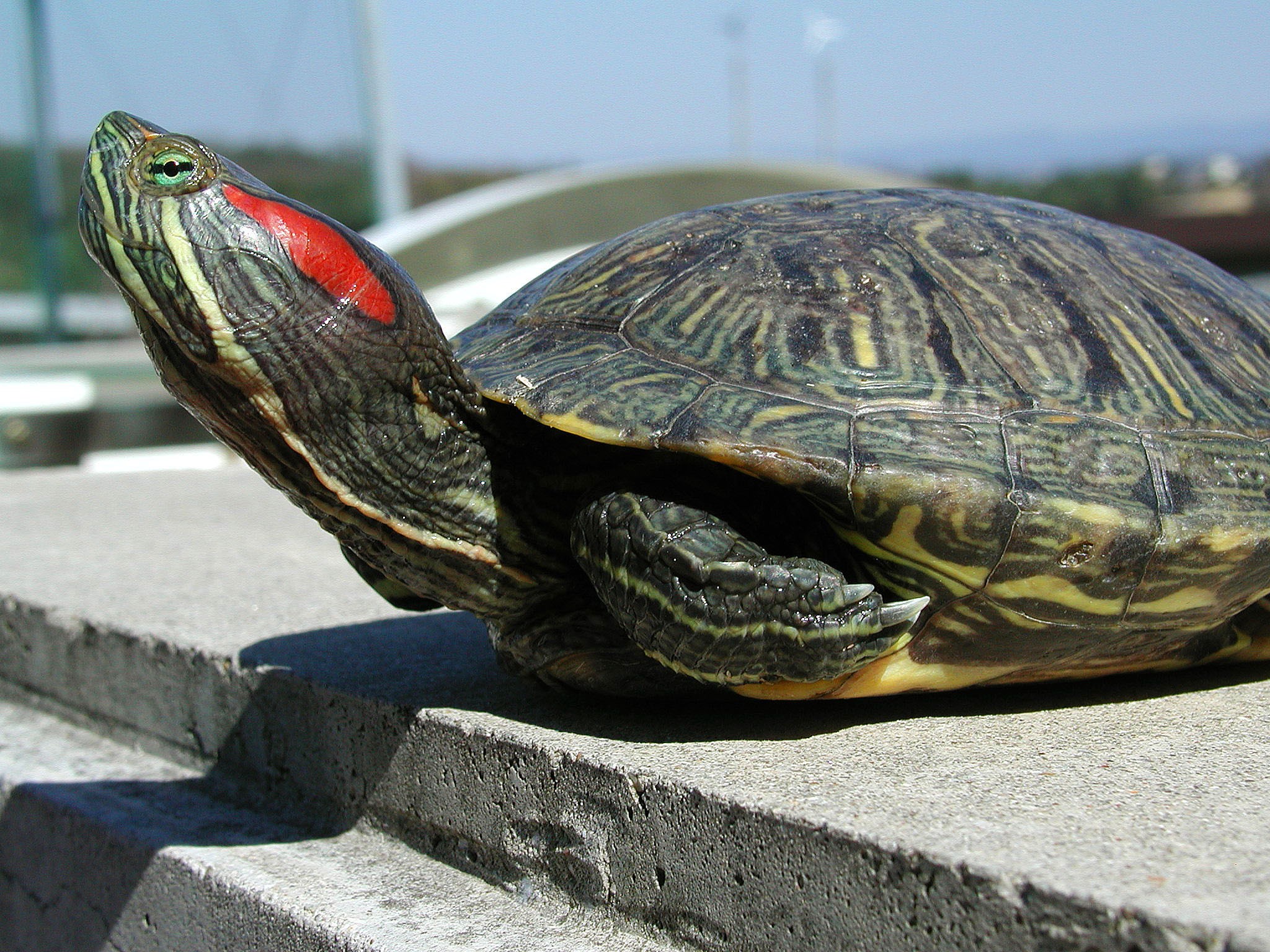 Ninja Kaplumbağalar kaplumbağa popülasyonunu nasıl etkiledi?
