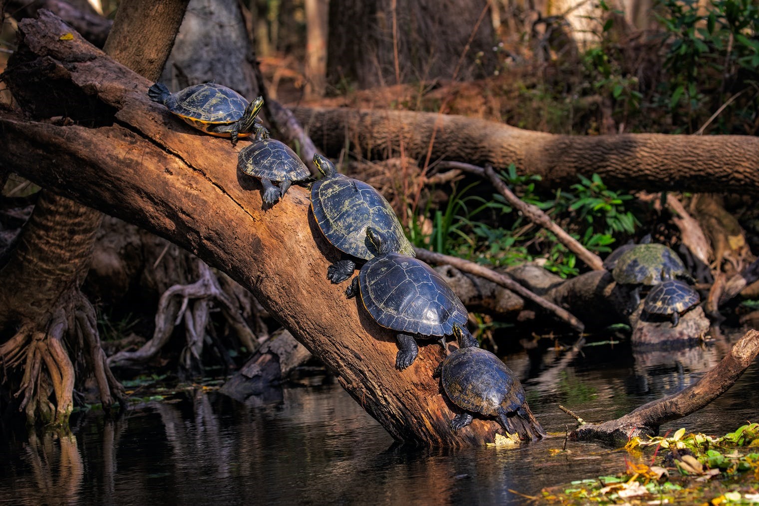 Ninja Kaplumbağalar kaplumbağa popülasyonunu nasıl etkiledi?
