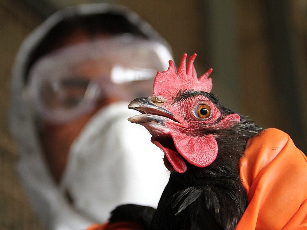 Çin'de ilk kez bir insanda H10N3 kuş gribi vakası görüldü