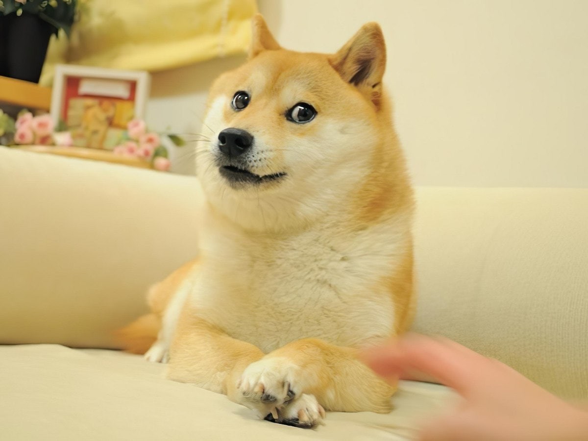 Dogecoin’in (DOGE) köpeğinin NFT’si 4 milyon dolara satıldı