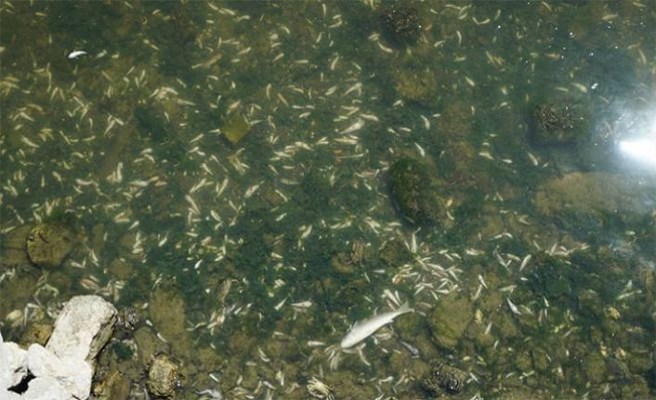Küçükçekmece Gölü'ndeki ölü balıklar