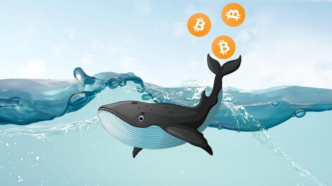 Bitcoin balinaları tekrar stok yapmaya başladı