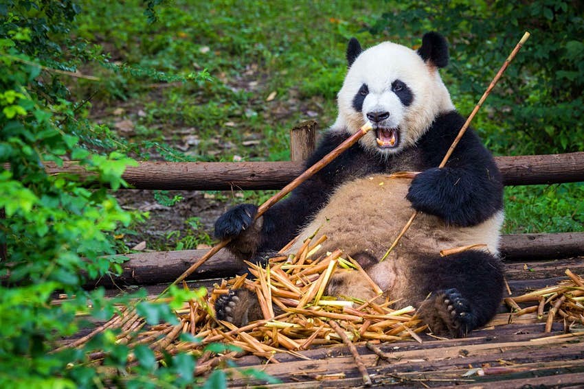 Pandalar artık nesli tükenmekte olan türler arasında değil