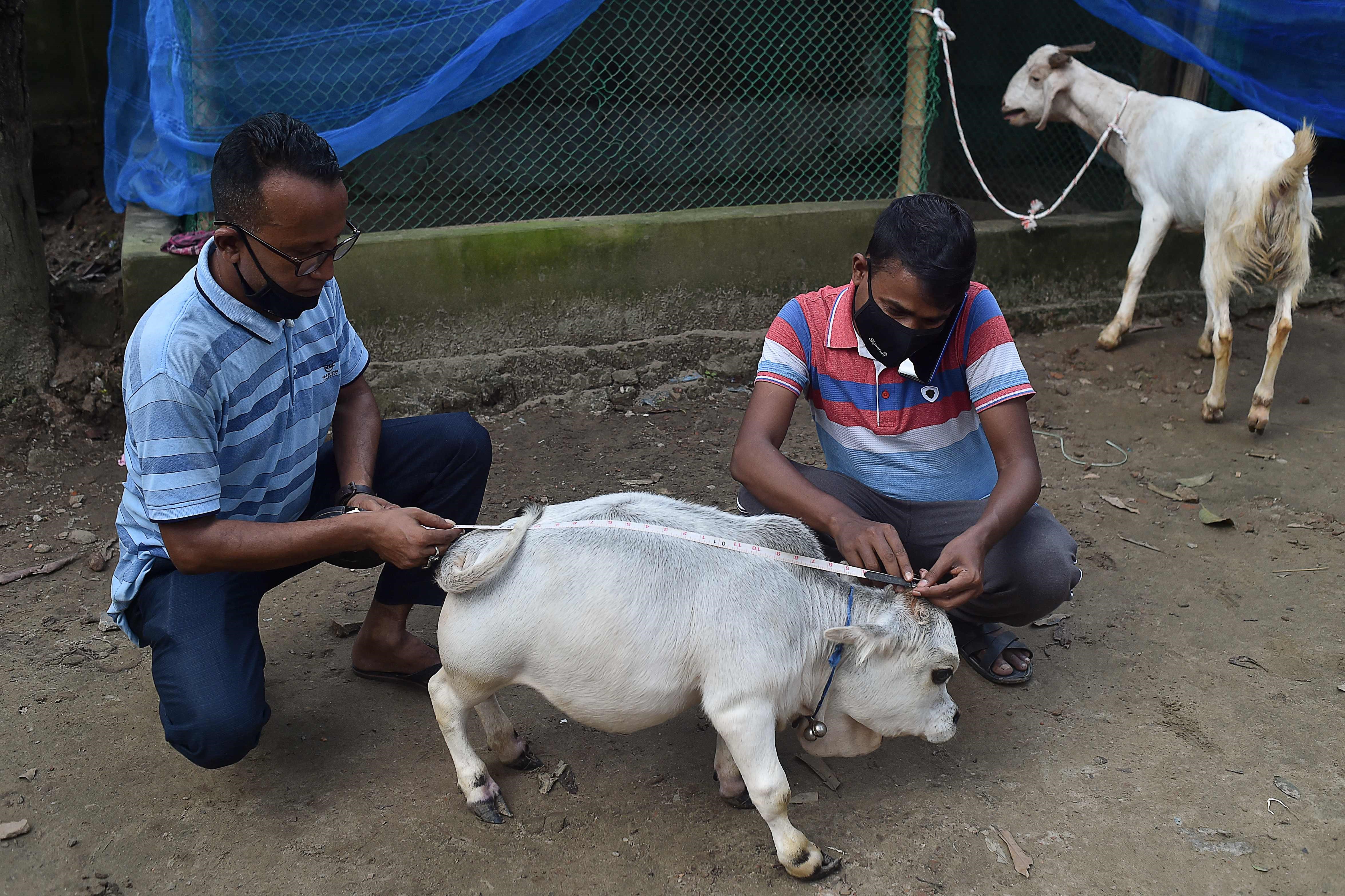 Bangladeş'in yeni yıldızı: Cüce İnek