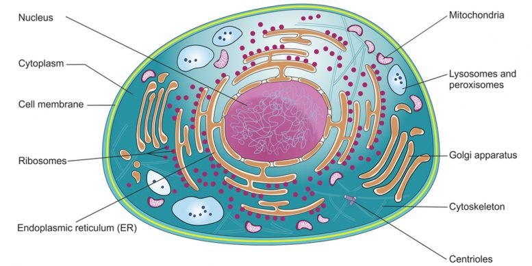 mRNA aşılarının DNA'daki etkileri