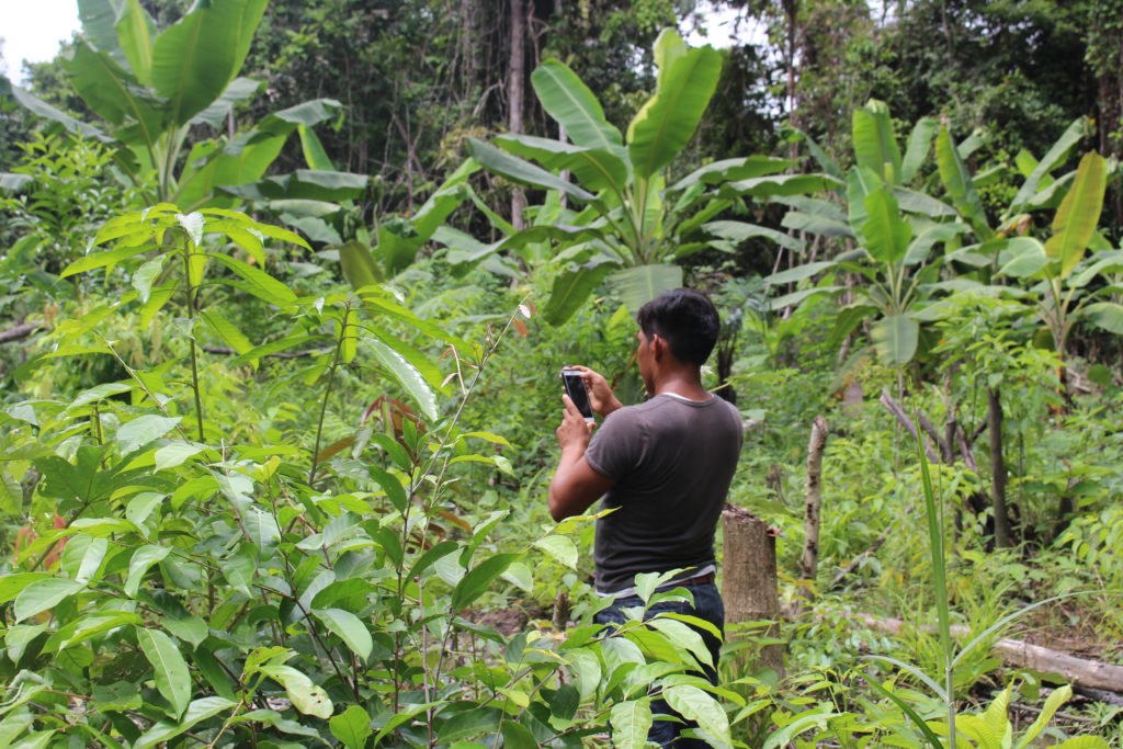 Uydu verileri, yağmur ormanlarını kurtarmaya yardımcı oluyor