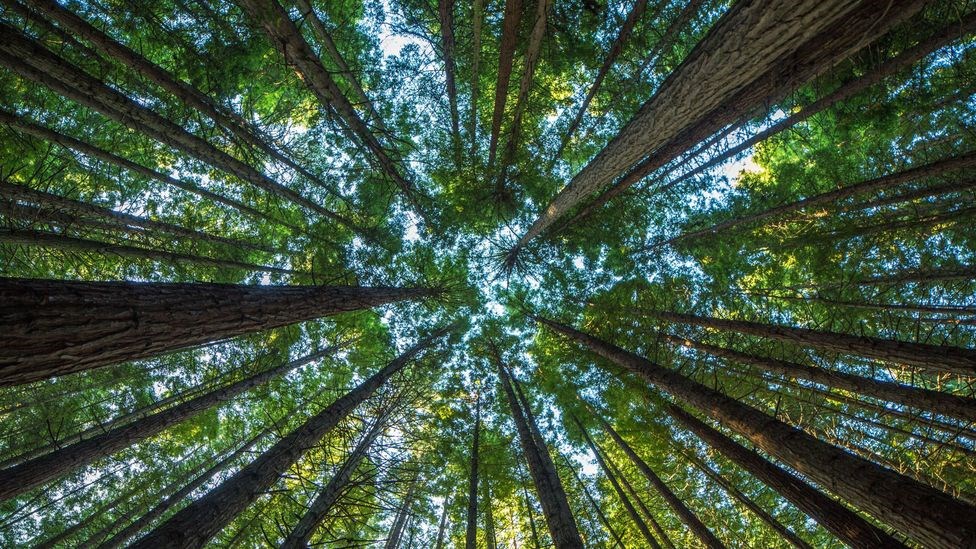 Galler iklim kriziyle mücadele için 86 milyon ağaç dikecek