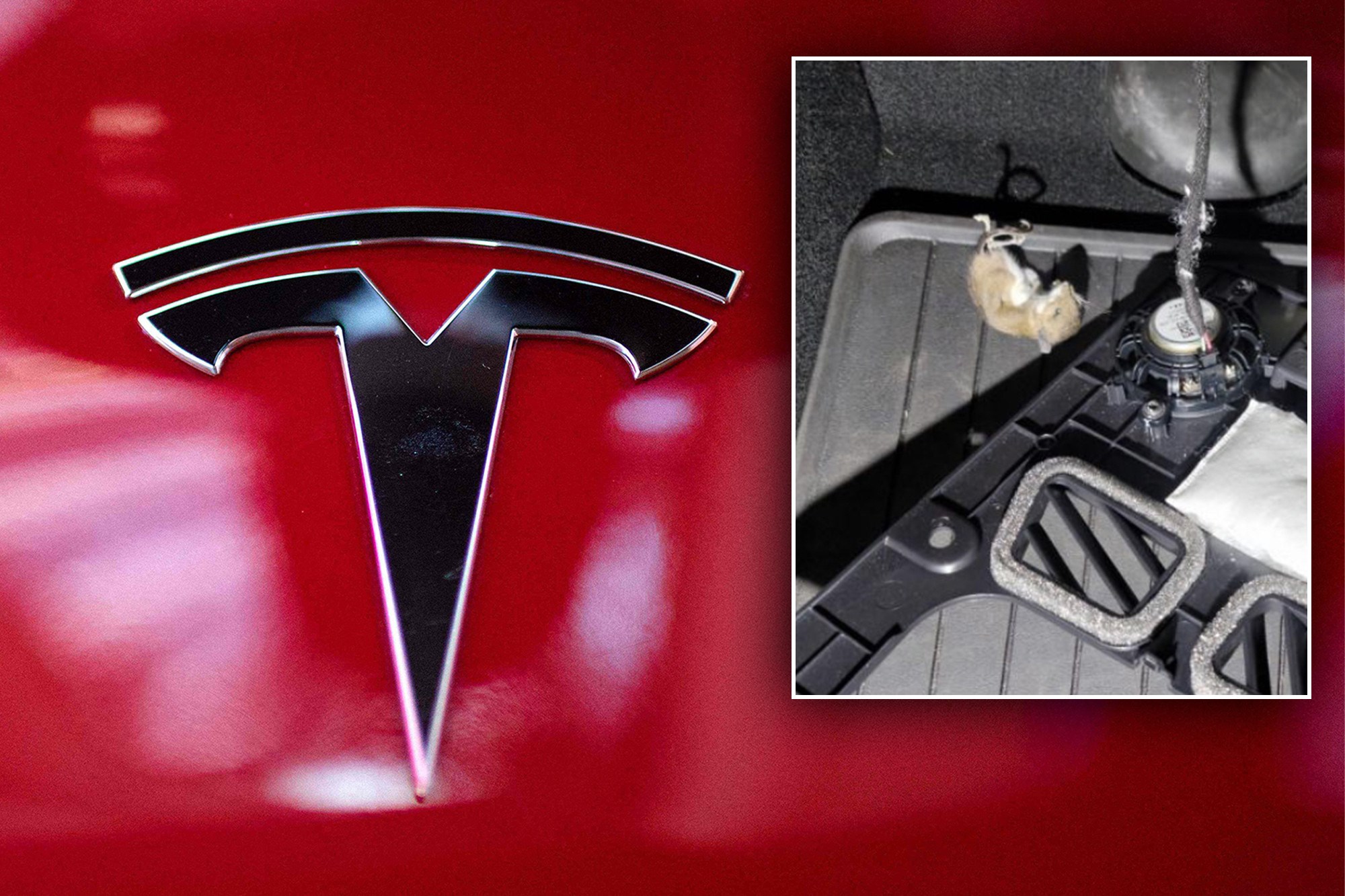 Tesla otomobilleri fareler kemiriyor
