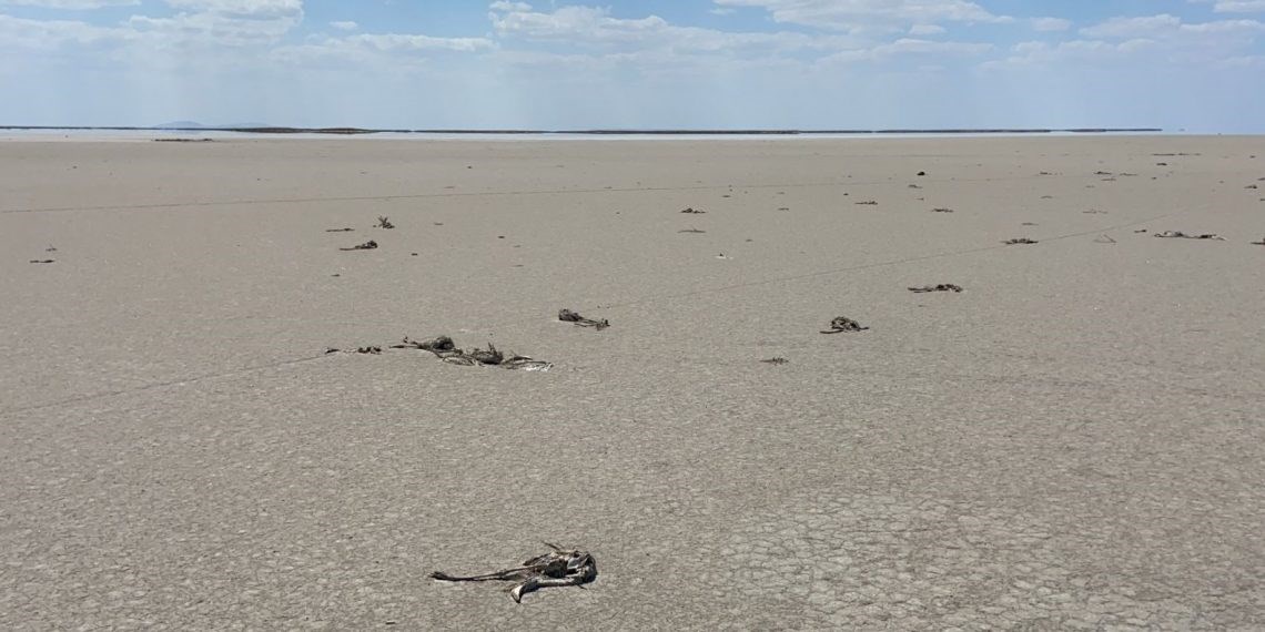 Tuz Gölü'ndeki flamingo ölüleri için Bakan açıklama yaptı