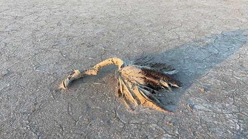 Tuz Gölü'ndeki flamingo ölüleri için Bakan açıklama yaptı
