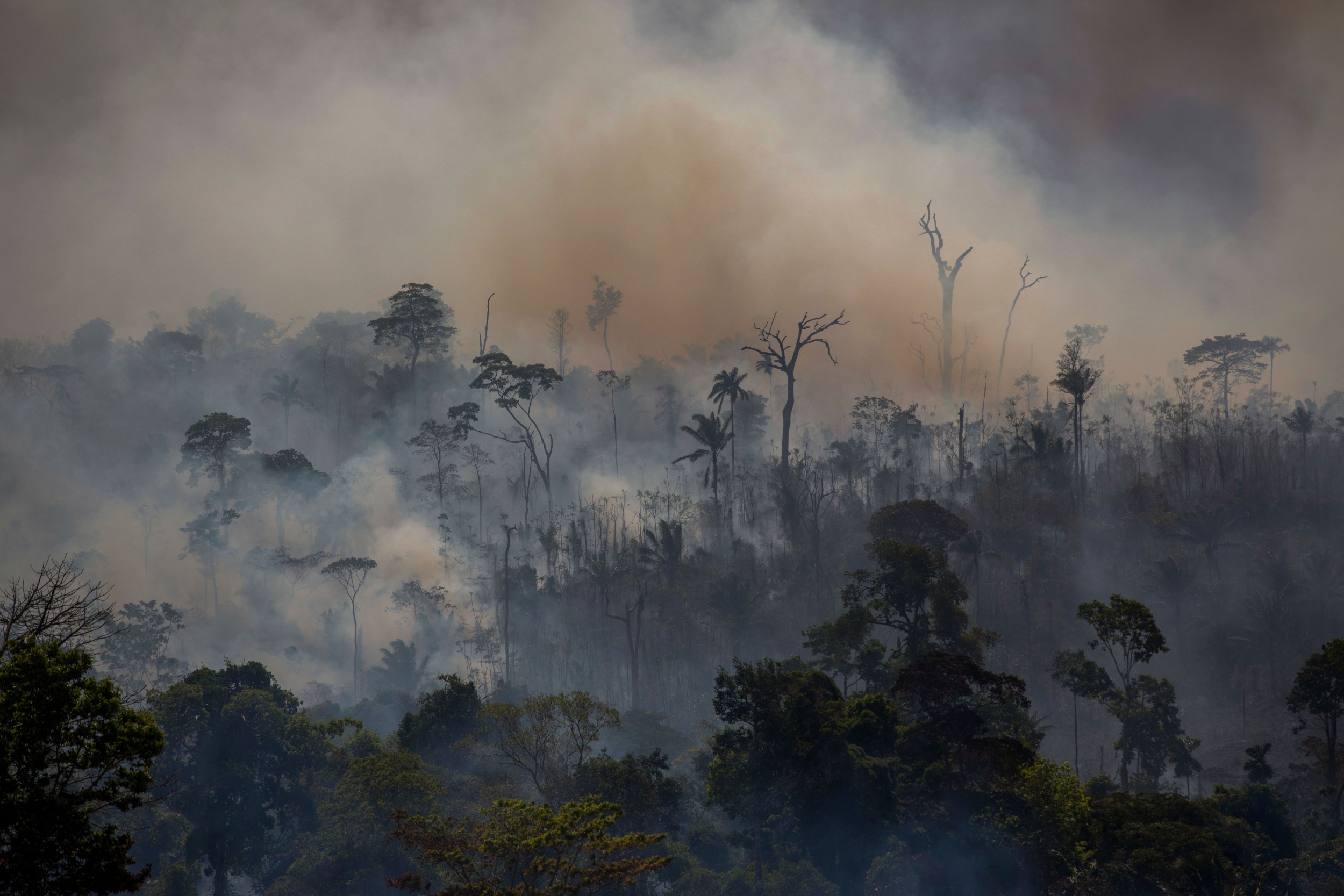 Amazon ormanları karbondioksit yuvalarına dönüşüyor