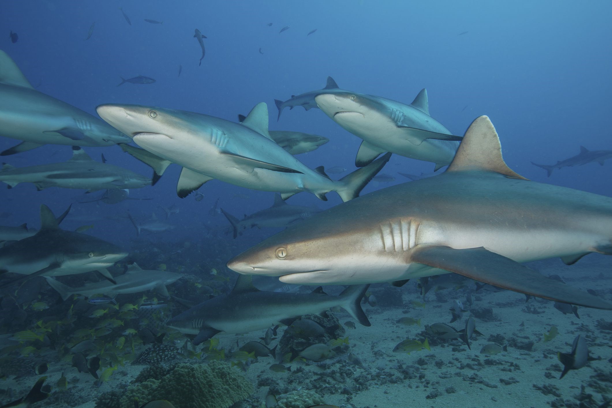 Köpek balığı filmleri, türün korunma çalışmalarını kötü etkiliyor